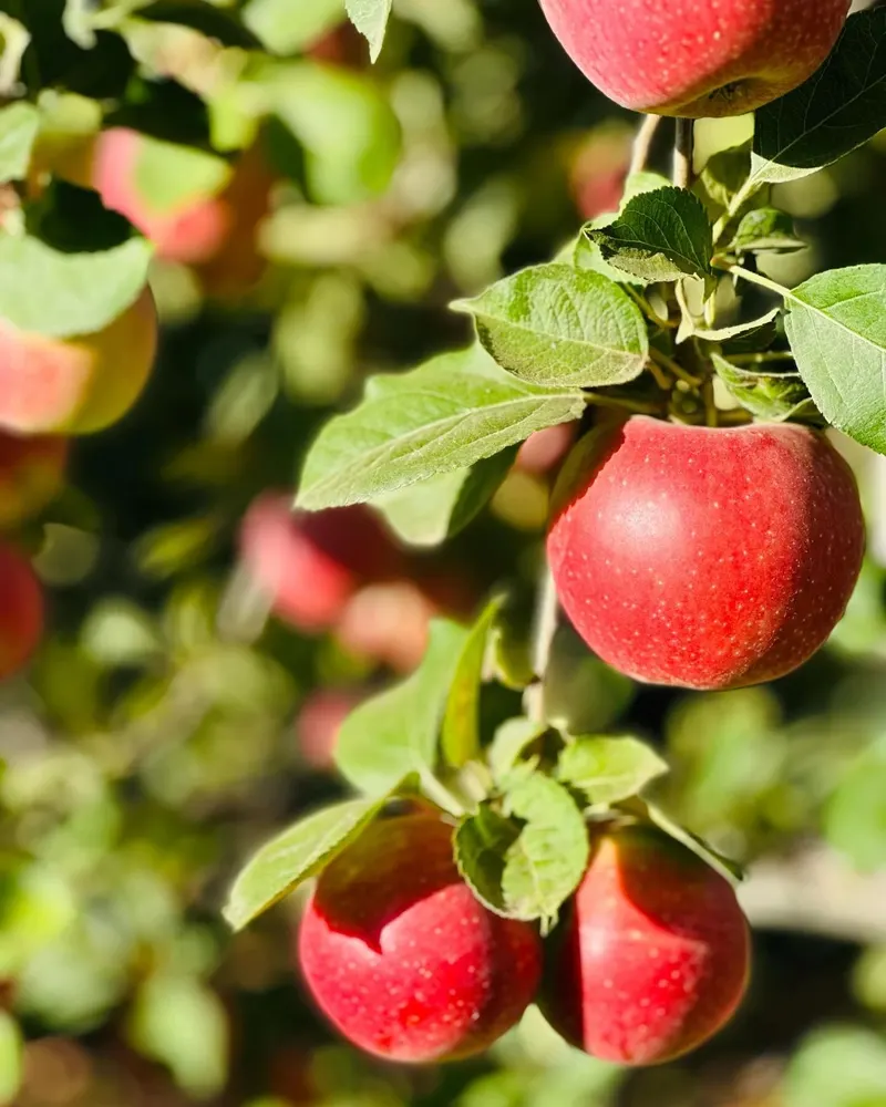 Apple Ridge Farms