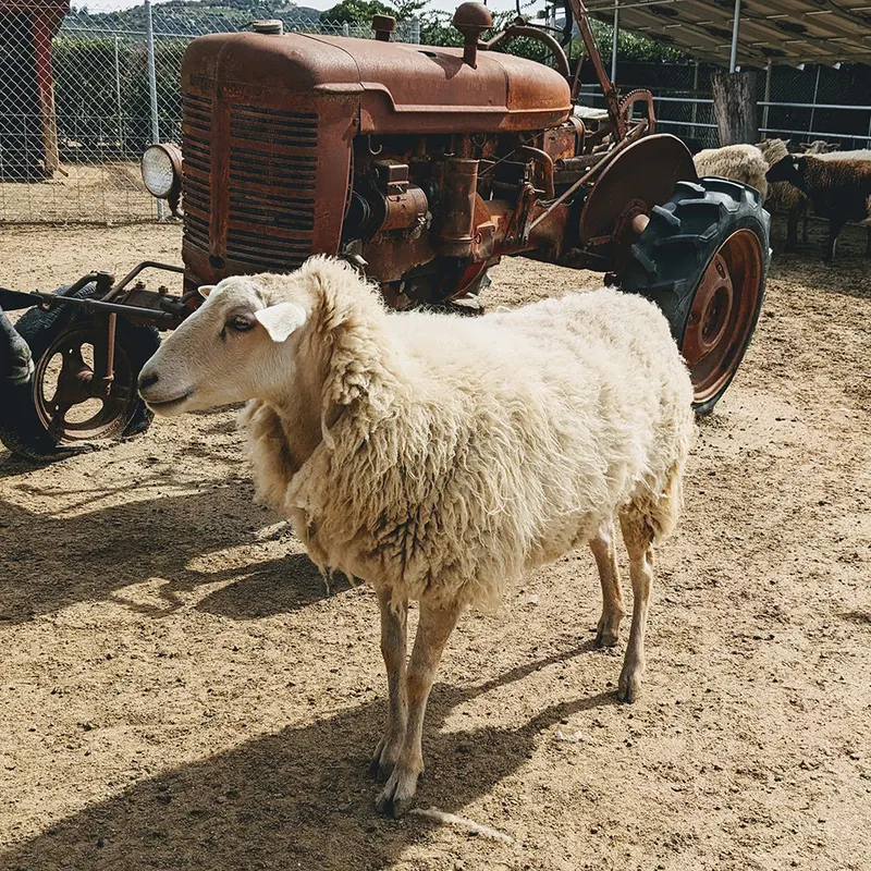 Bates Nut Farm photo