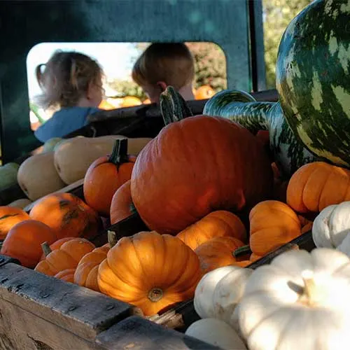 Bishop's Pumpkin Farm