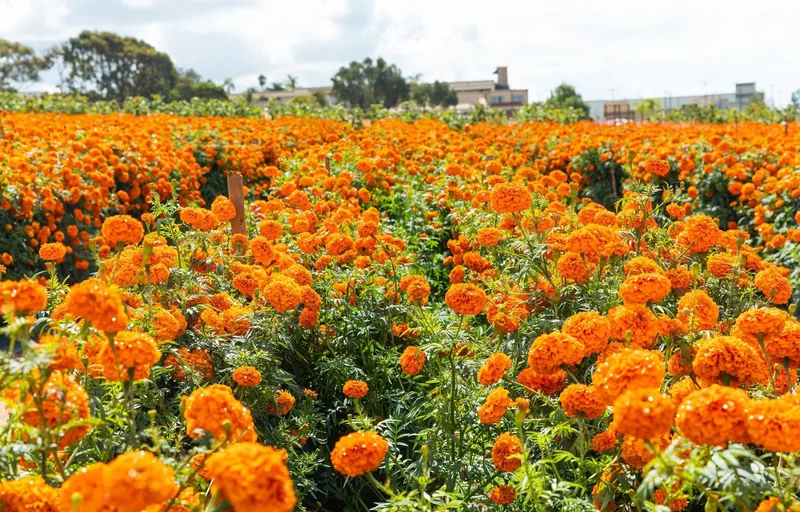 Carlsbad Strawberry Company photo