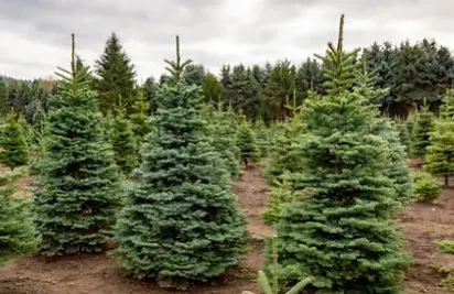 Clancy's Christmas Trees & Pumpkin Patch photo