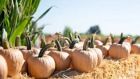 Cool Patch Pumpkins