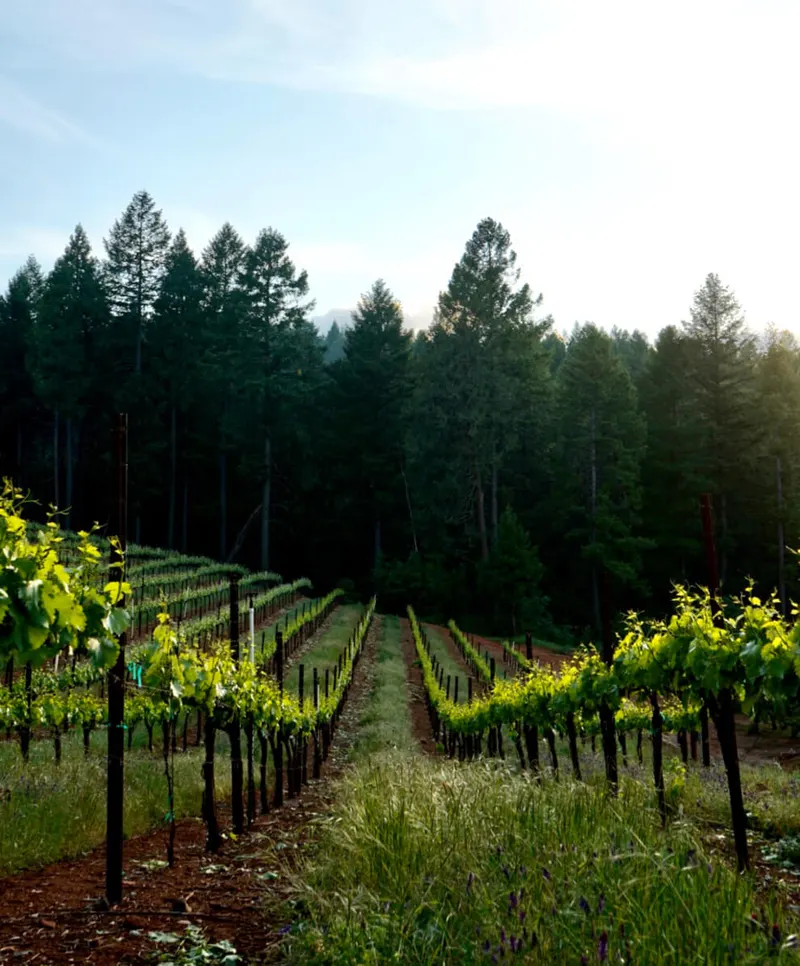 Delfino Farms photo
