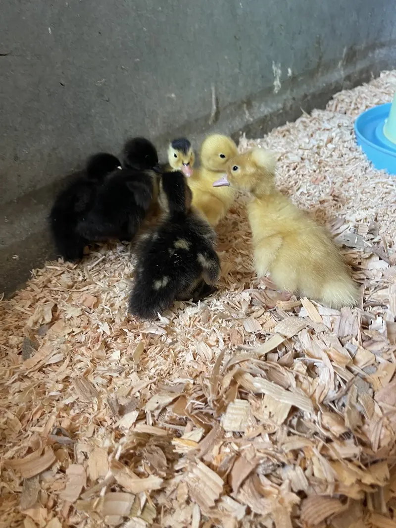 Dutch Hollow Farms