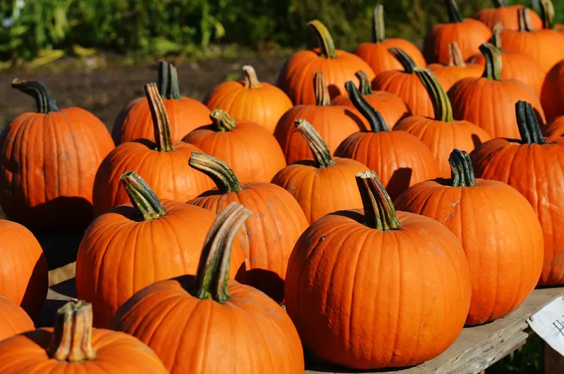 Enchanted Pumpkin Patch aka Mr Jack O Lanterns Pumkin Patch
