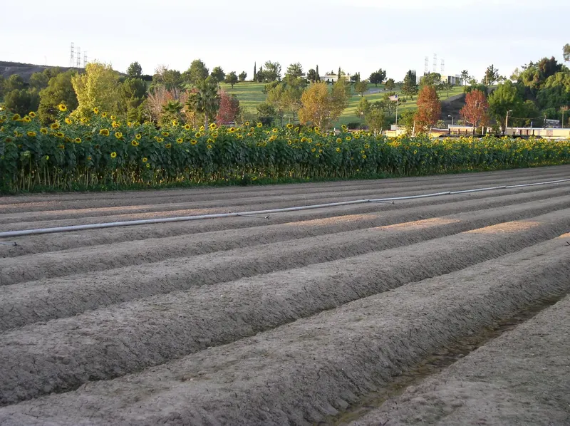 Forneris Farms