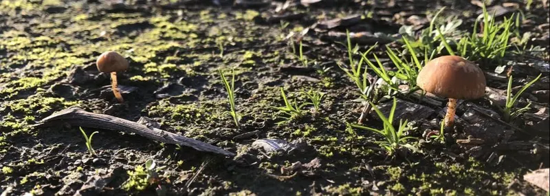 Genesis Organic Farm photo