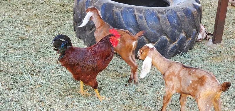 Gilchrist Farm photo