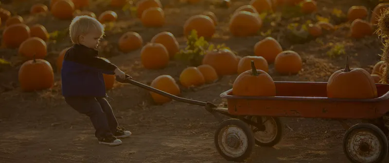 Jack and Noel's Pumpkin Patch