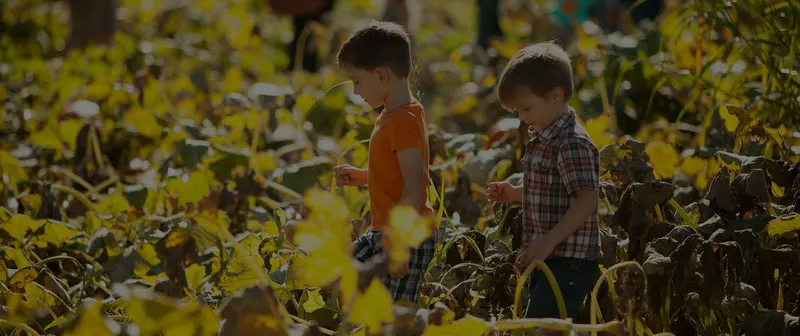 Jack and Noel's Pumpkin Patch photo