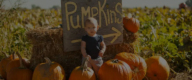 Jack and Noel's Pumpkin Patch photo