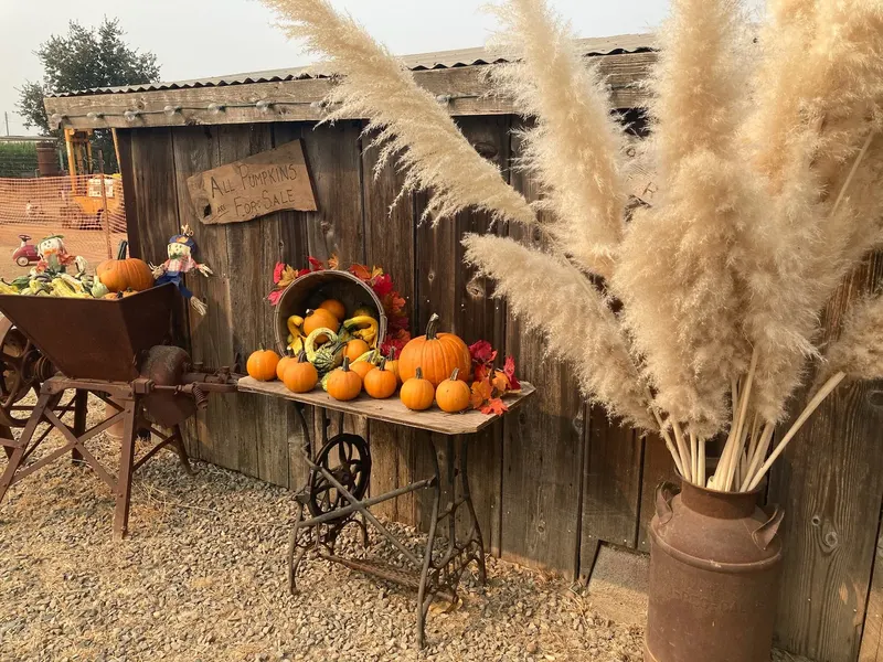 Keema's Pumpkin Farm photo