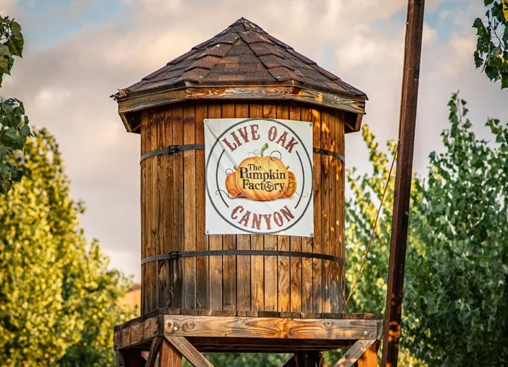 Live Oak Canyon Christmas Tree Farm and Pumpkin Patch photo