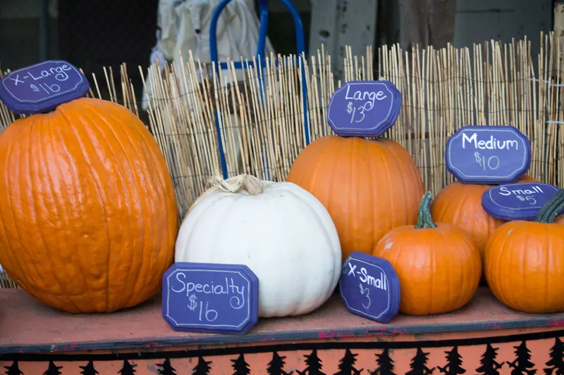 MEF's Pumpkin Patch and Spooky Haunted Trail photo