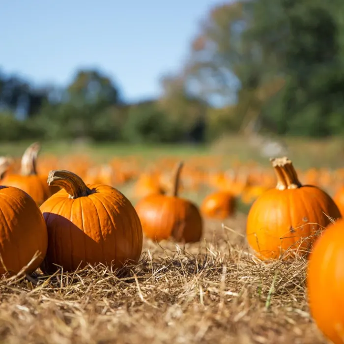 Mike's Pumpkin Patch & Corn Maze
