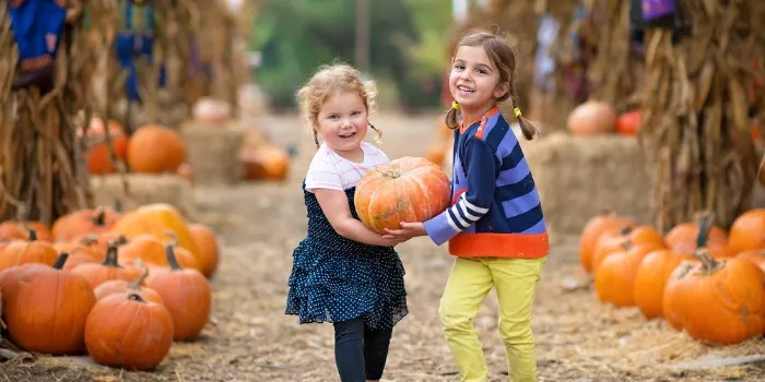 Mike's Pumpkin Patch & Corn Maze photo
