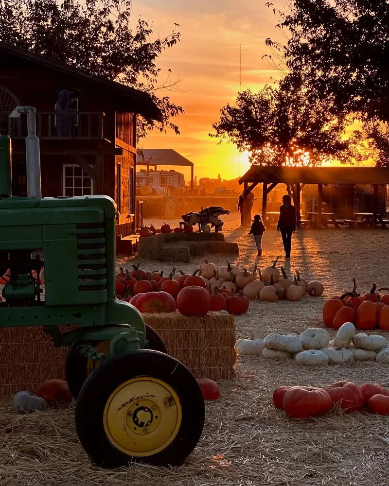 Nick and Ray's Pumpkin Patch