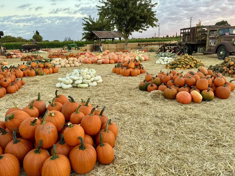Nick and Ray's Pumpkin Patch photo