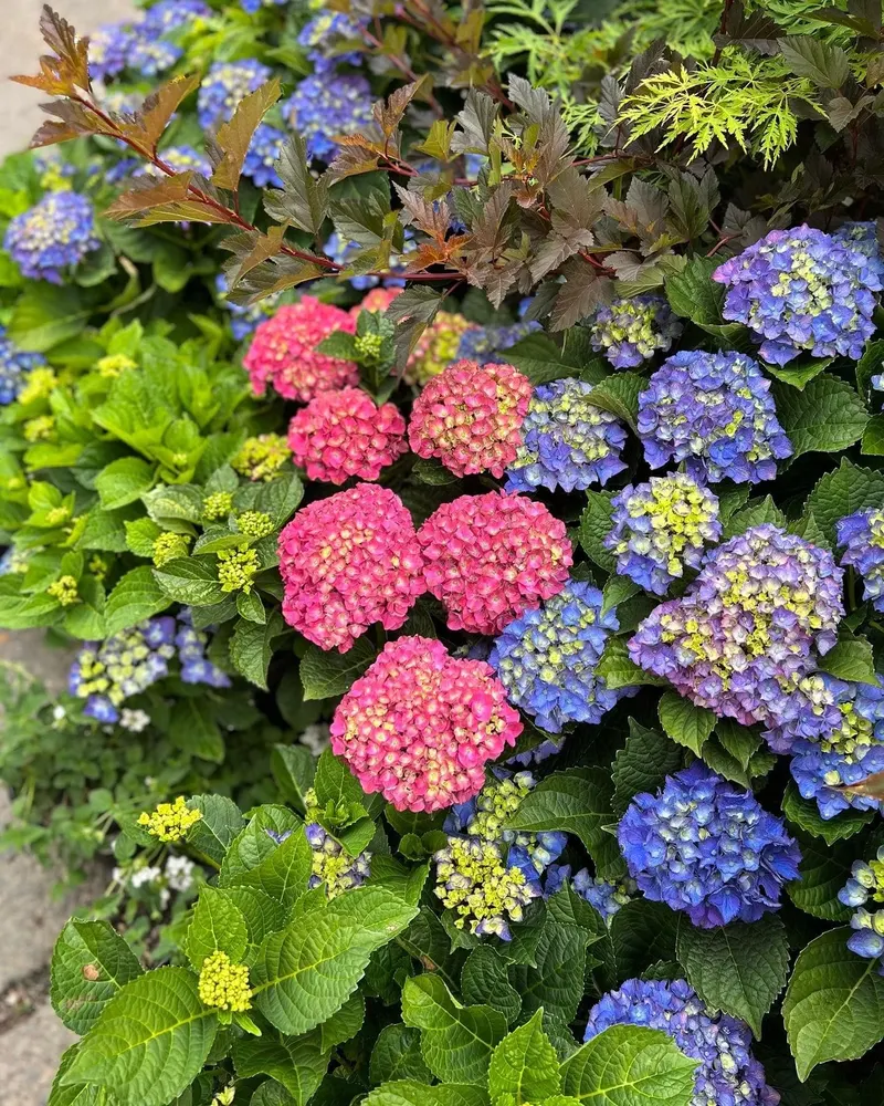 Orchard Nursery photo