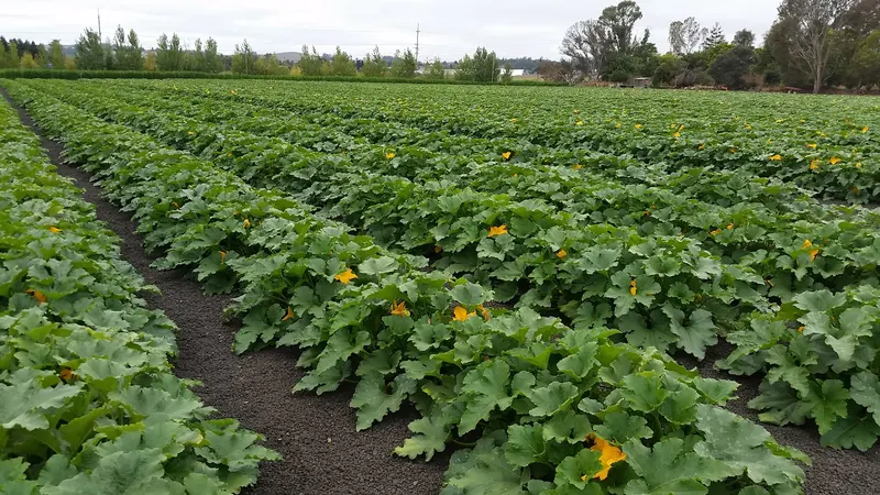 Petaluma Pumpkin Patch and A'Mazing Corn Maze
