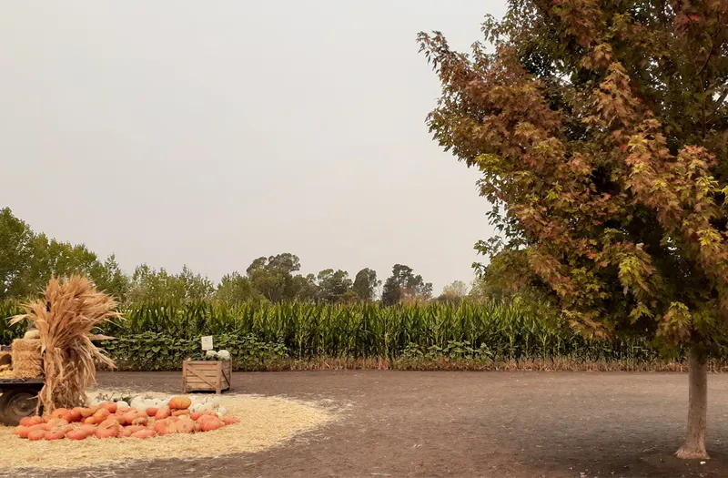 Petaluma Pumpkin Patch and A'Mazing Corn Maze photo