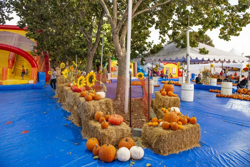 Pick of the Patch Pumpkins photo