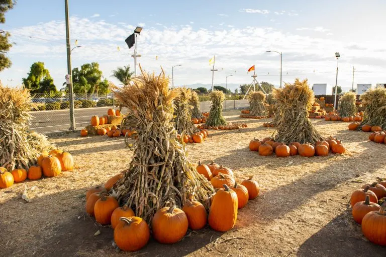 Pick of the Patch Pumpkins photo