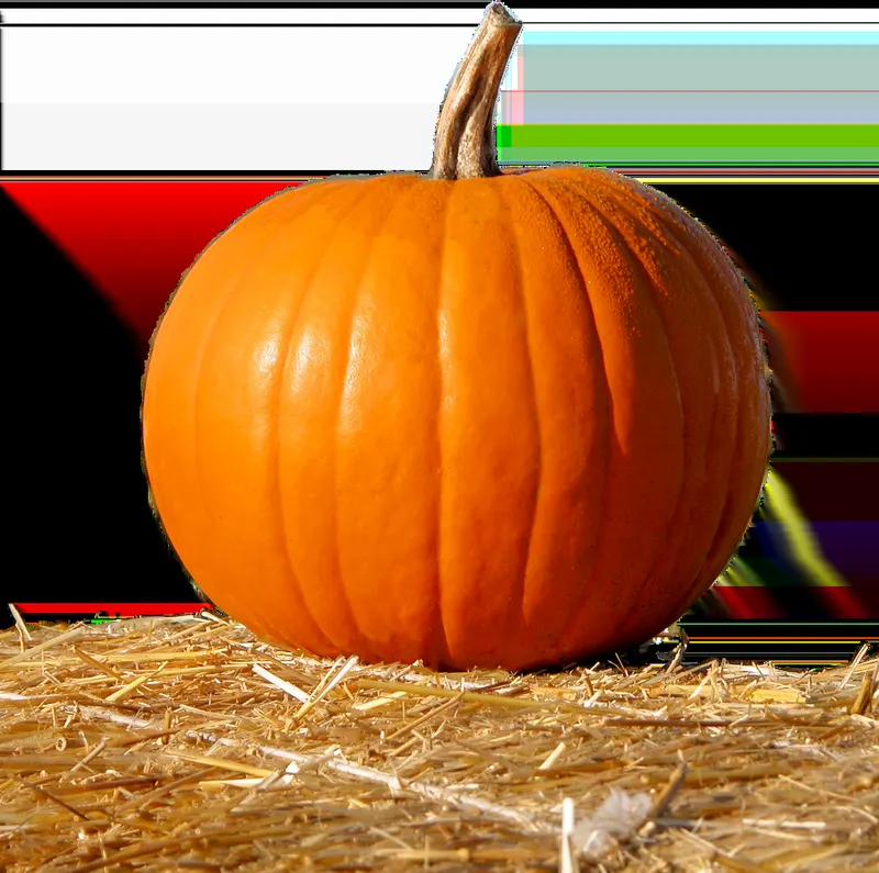 Pumpkin King Pumpkin Patch