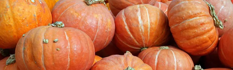 Pumpkin King Pumpkin Patch photo