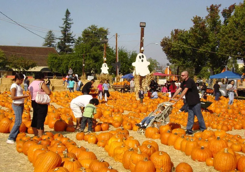 Pumpkin King Pumpkin Patch photo