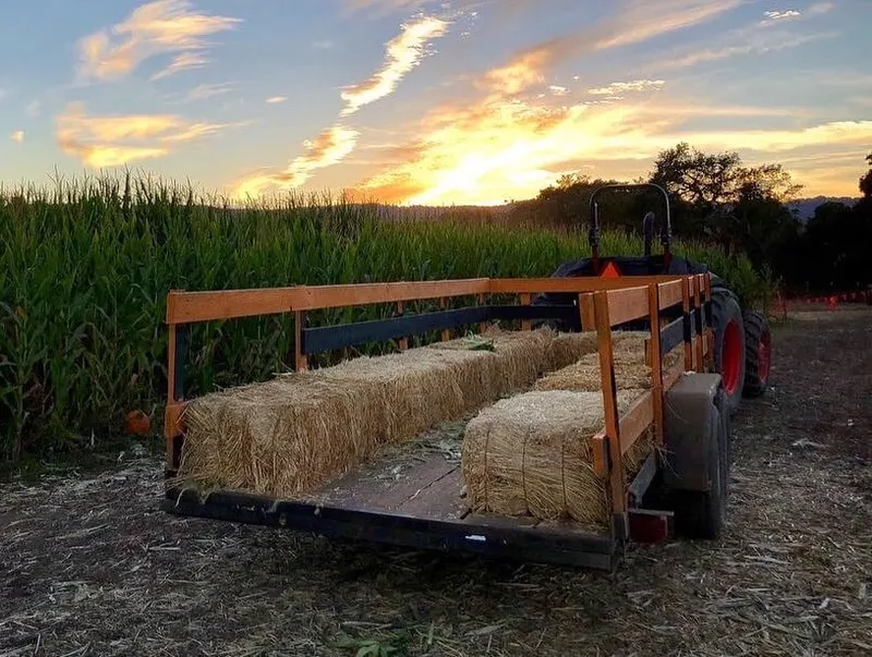 Pumpkin Patch at Webb Ranch