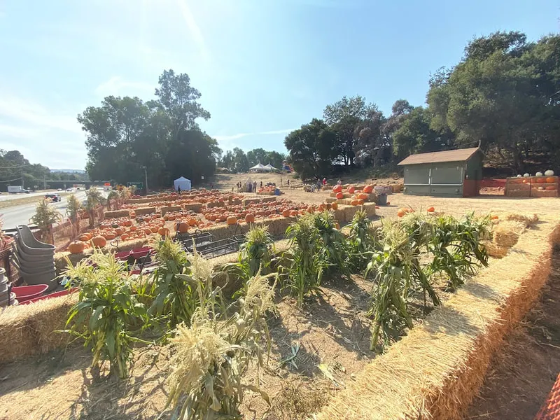 Pumpkin Patch at Webb Ranch photo