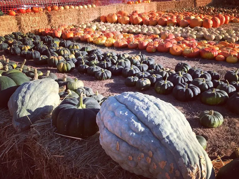 Pumpkin Patch at Webb Ranch photo