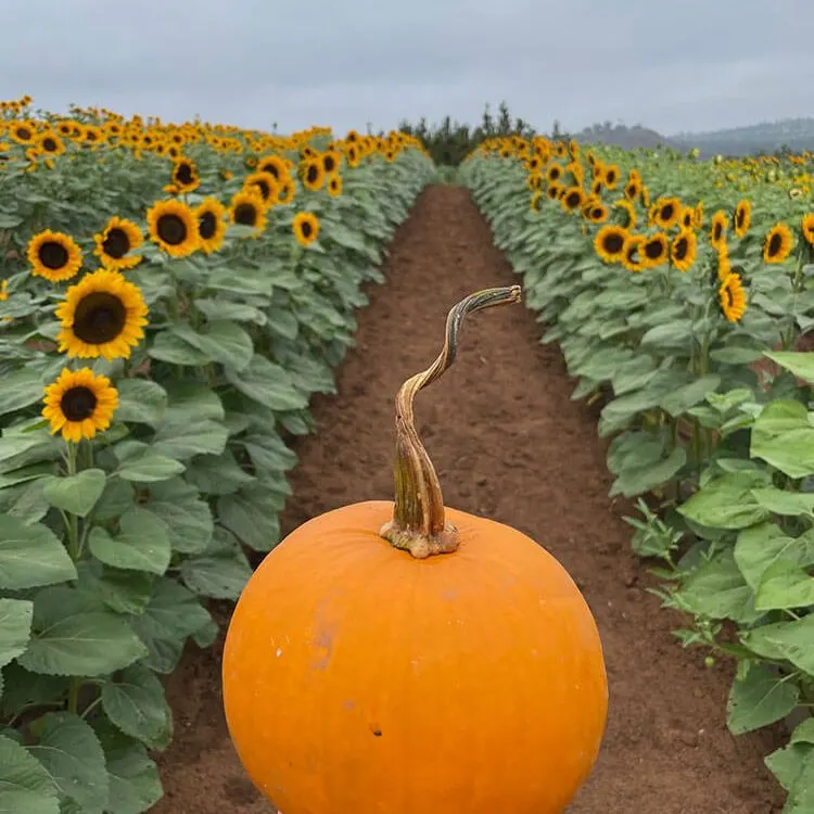 Pumpkin Station at Bonita photo