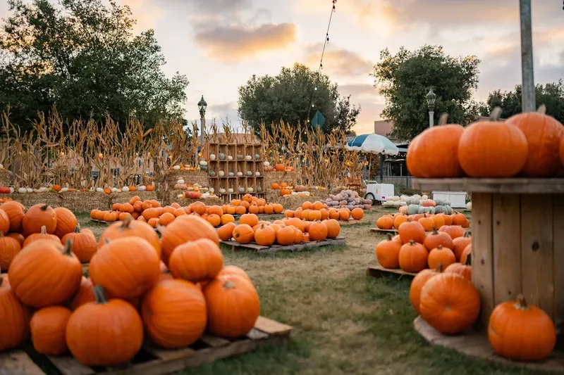 Pumpkin Station at Mission Valley photo