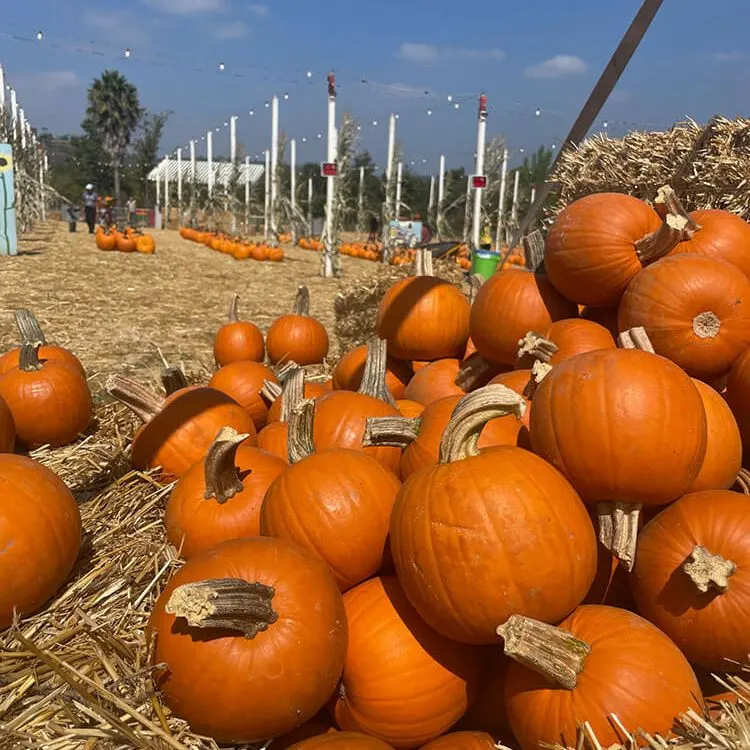 Pumpkin Station at Rancho Bernardo photo