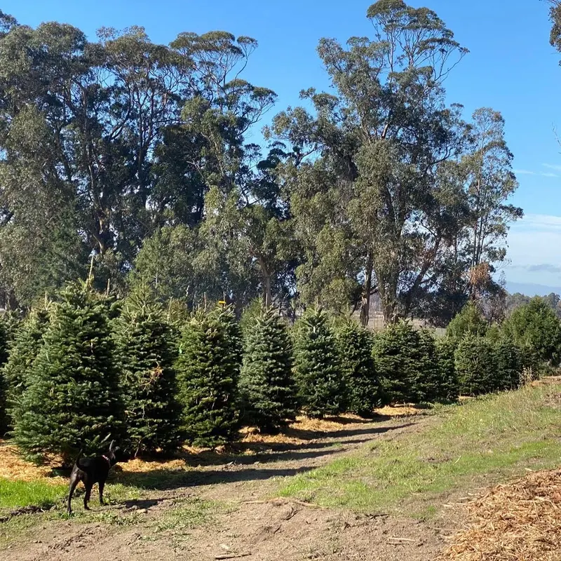 Rancho Siempre Verde photo