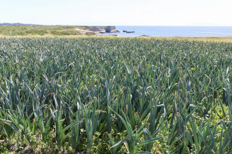 Rodoni Farms