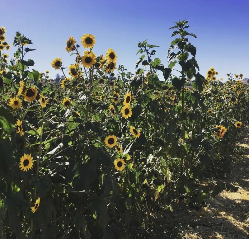 Santa Rosa Pumpkin Patch