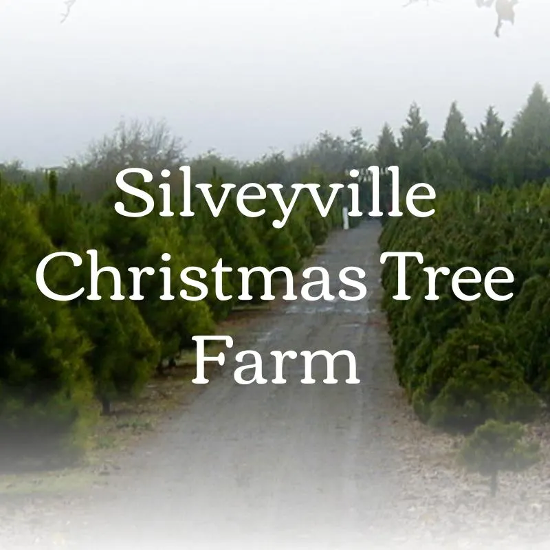 Silveyville Pumpkin and Christmas Treefarm