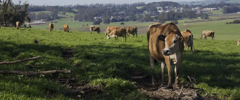 Spring Hill Jersey Cheese Company