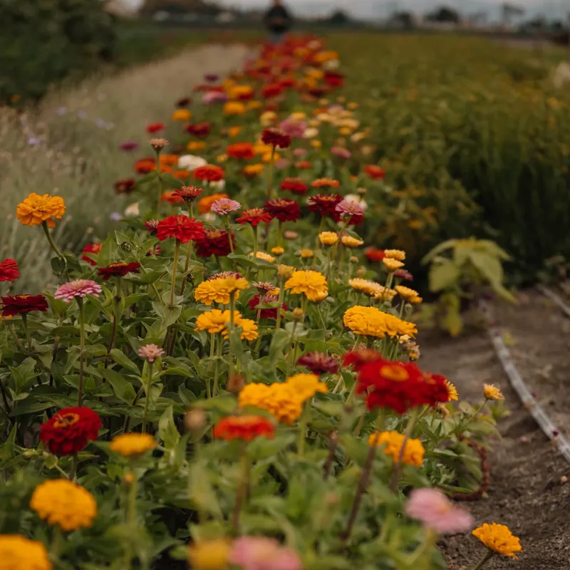 The Farm in Salinas photo