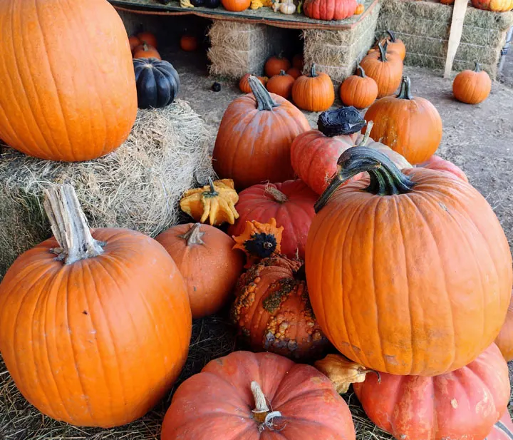 The Pumpkin Factory LLC photo