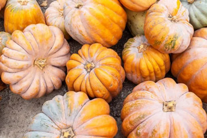 The Pumpkin Patch