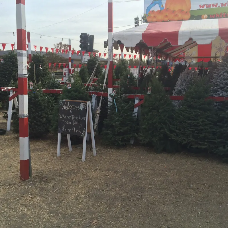 Whittier Pumpkin Patch and Christmas trees