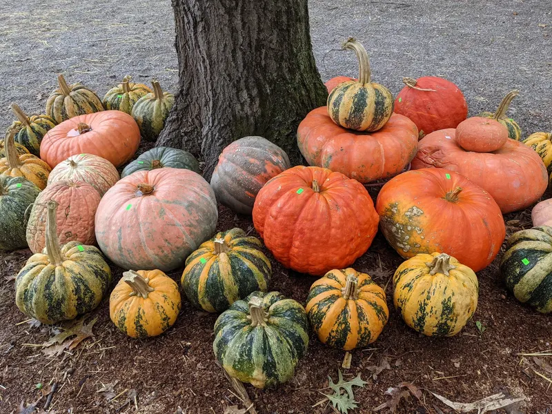 Bandy's Pumpkin Farm
