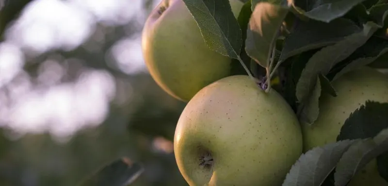 Braeutigam Orchards photo