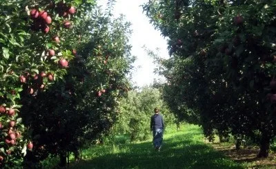 Christ Orchard photo