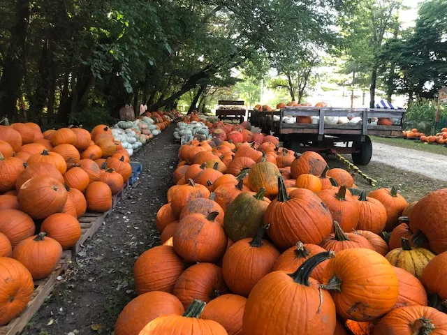 Dave's Pumpkins photo