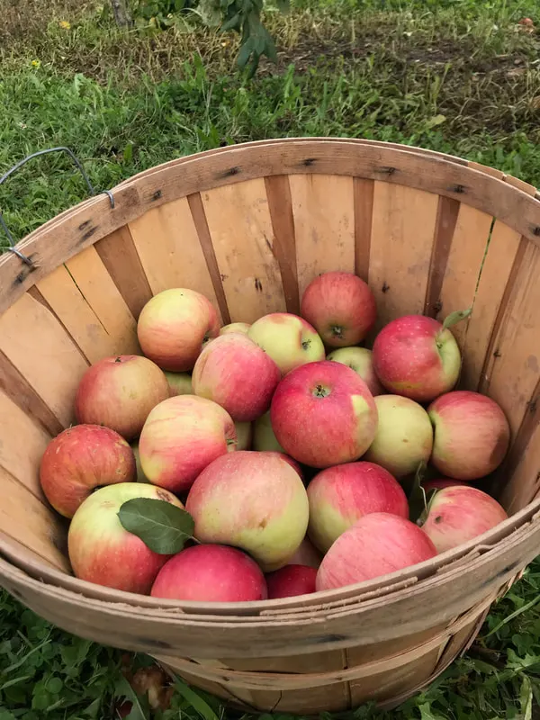 Dittmar Farms & Orchard photo